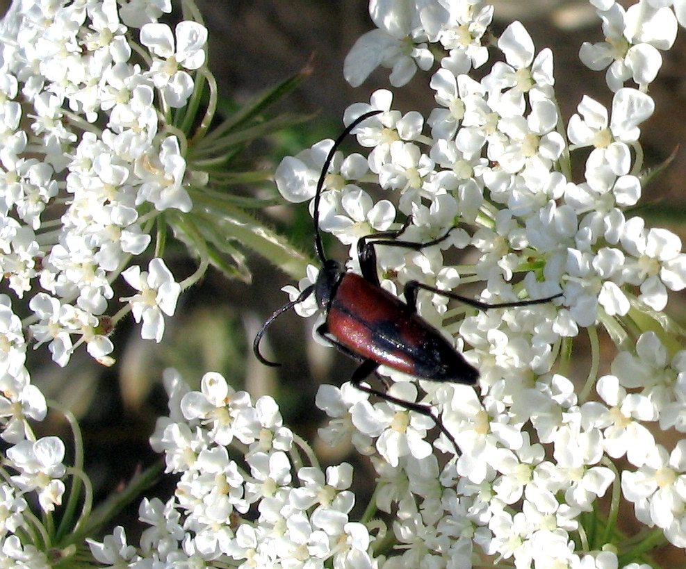 Stictoleptura cordigera e Stenurella bifasciata all''Elba